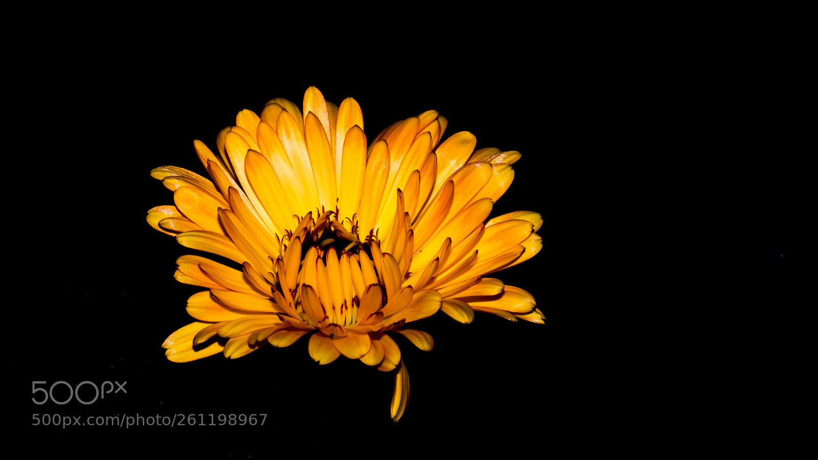 Canon PowerShot SX60 HS sample photo. Calendula blooming photography