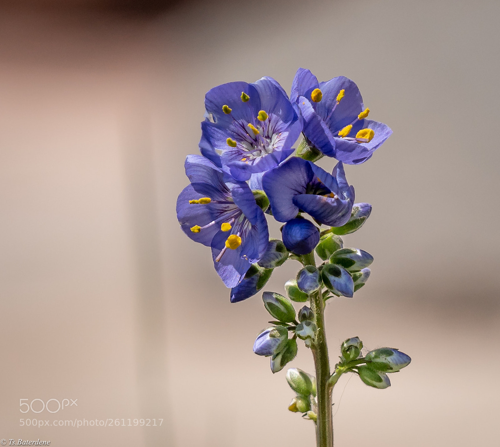 Sony a7R III sample photo. Untitled photography
