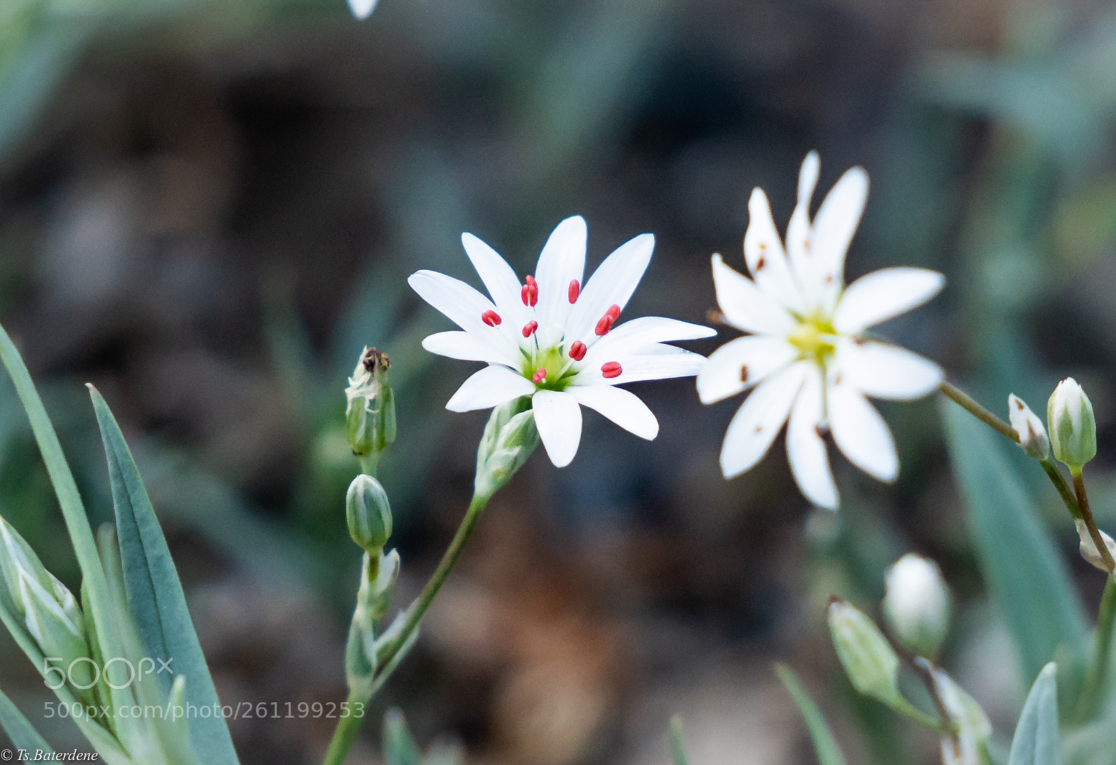 Sony a7R III sample photo. Untitled photography