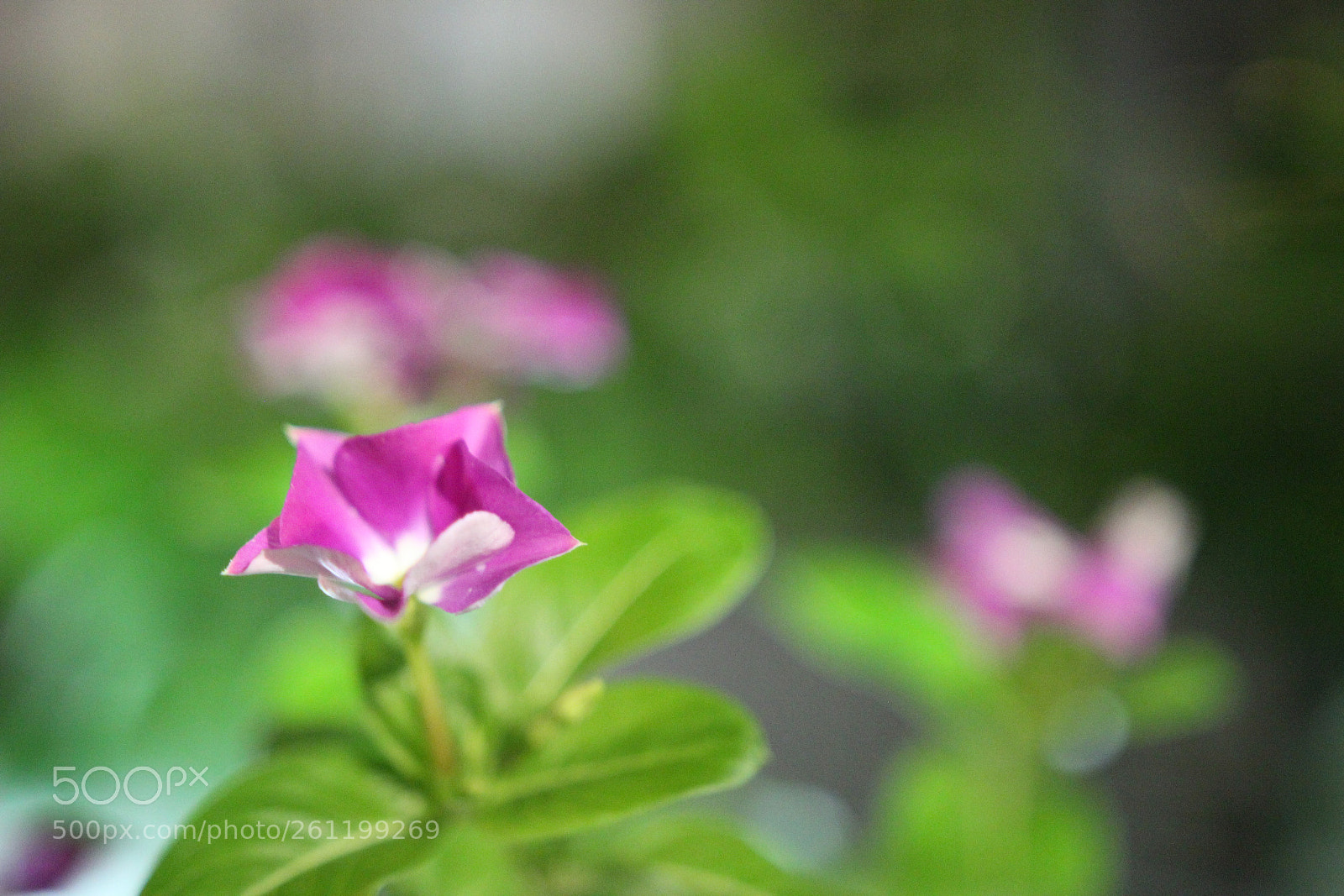 Canon EOS 60D sample photo. Flower photography