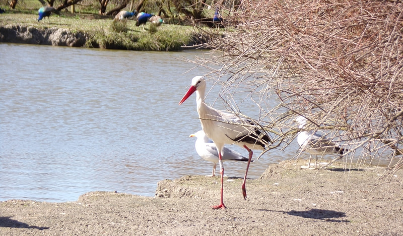 JK KODAK PIXPRO AZ421 sample photo. Le marais aux oiseaux photography
