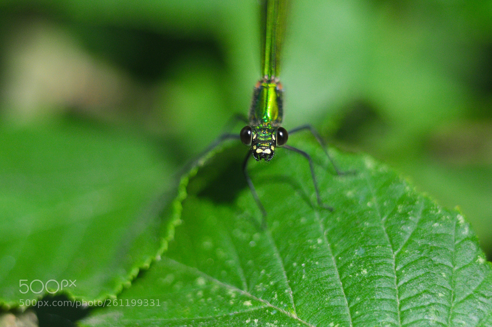 Nikon D90 sample photo. Hey you do you photography