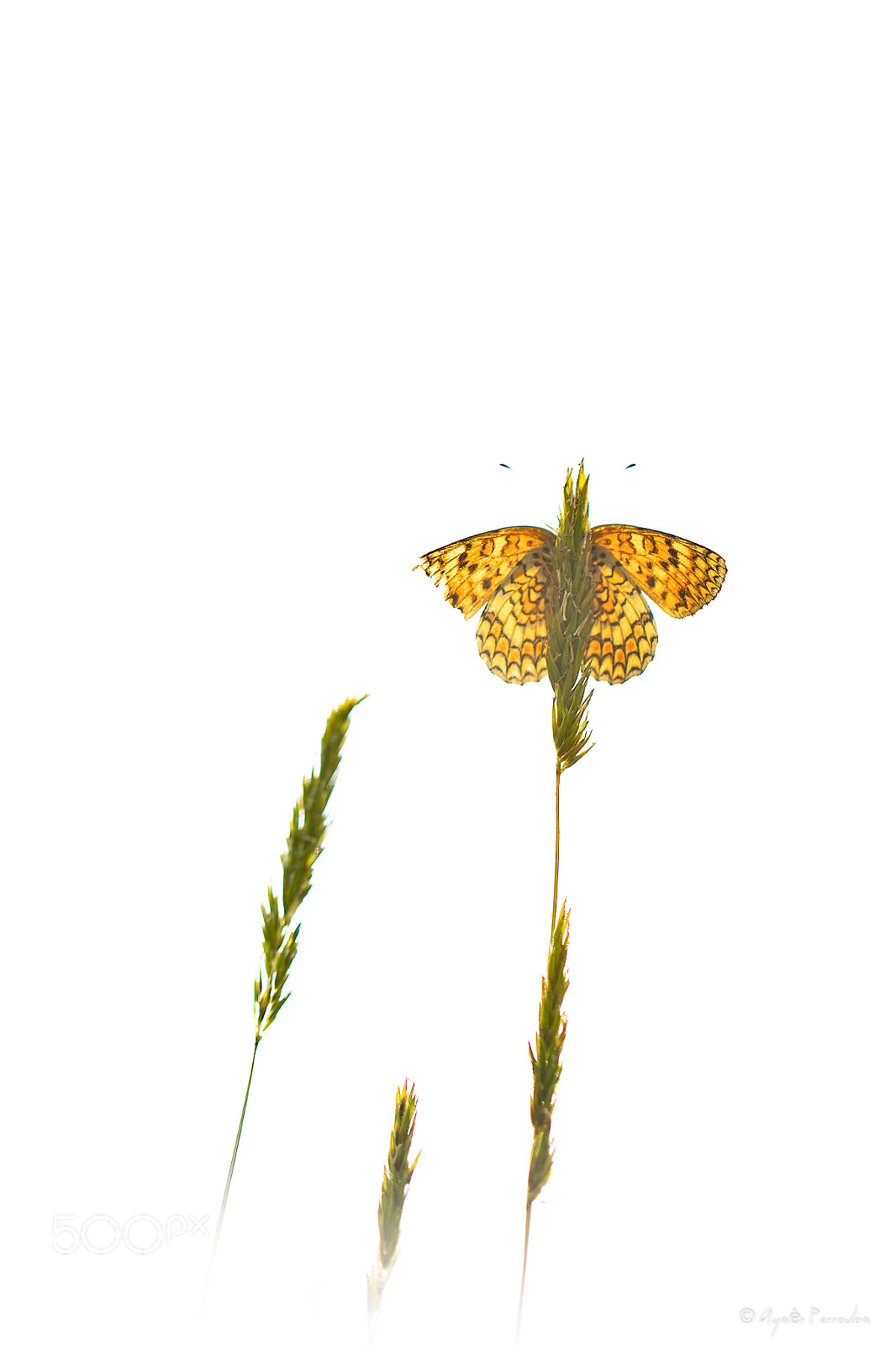Canon EOS 6D Mark II sample photo. In the air photography