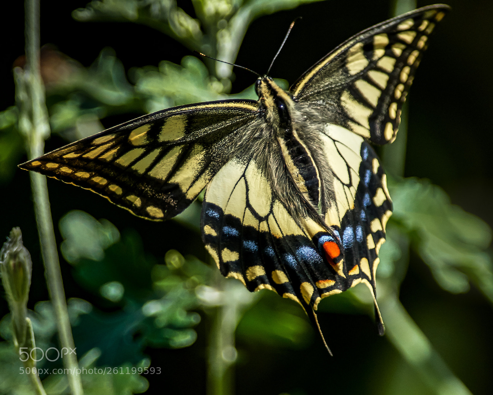 Nikon D500 sample photo. Flight photography