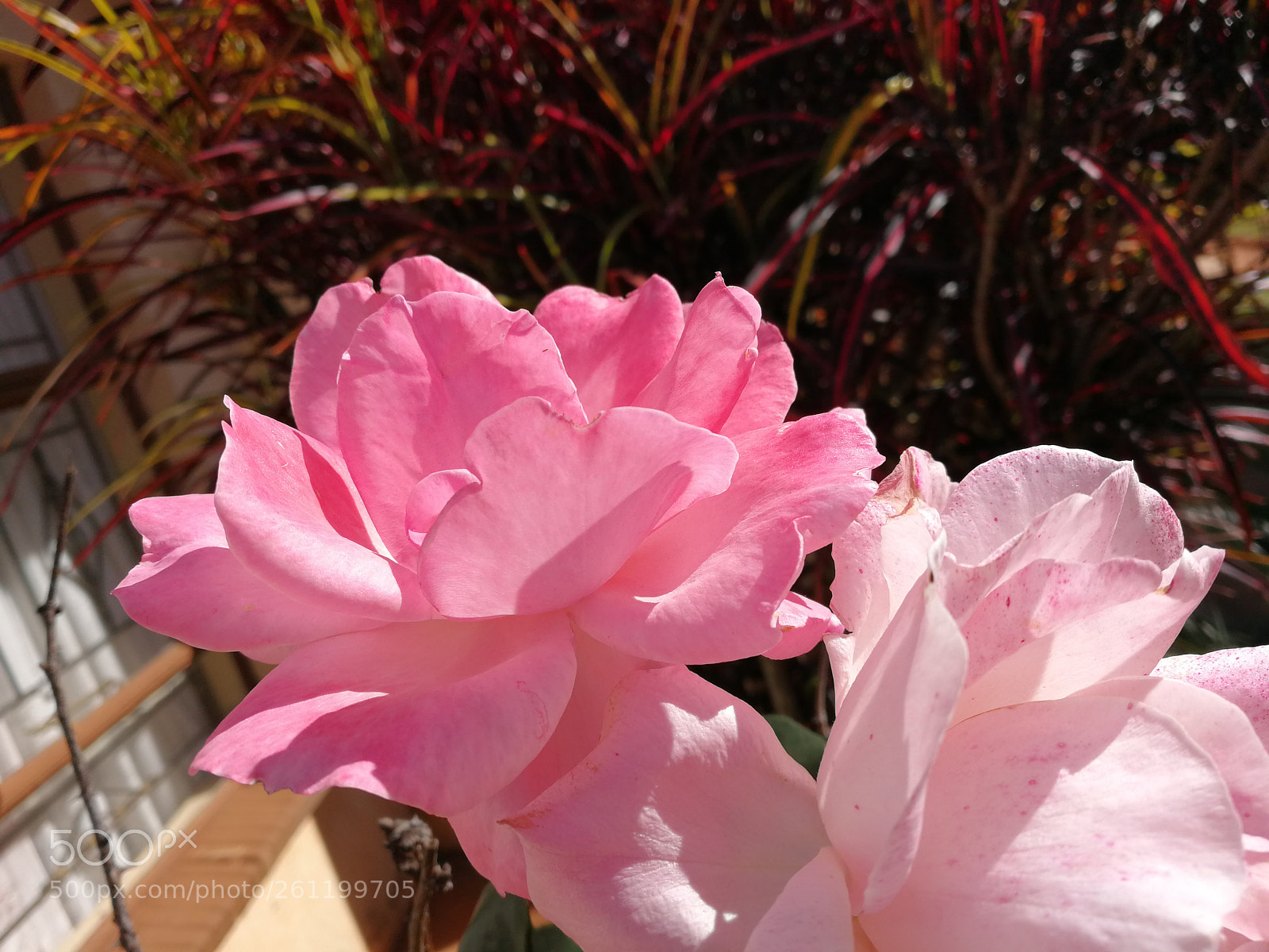 HUAWEI P10 sample photo. Roses photography