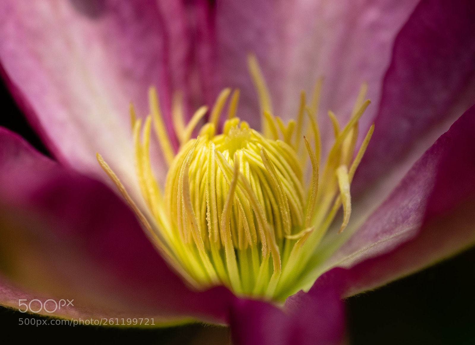 Olympus OM-D E-M1 sample photo. Pink clematis 2 photography
