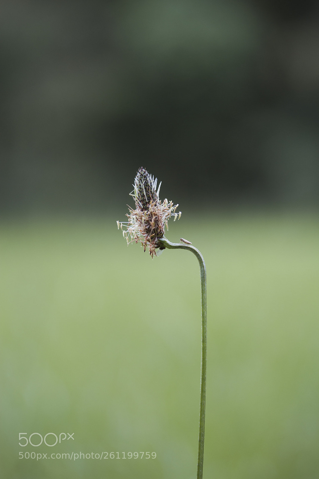 Canon EOS 60D sample photo. Braune waldzirpe auf spitzwegerich photography