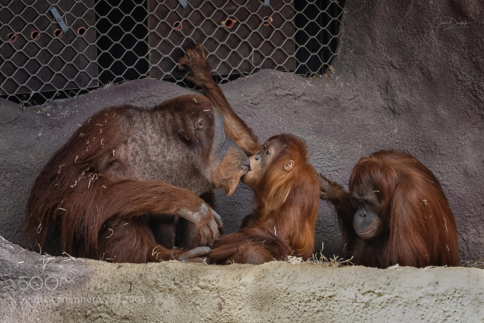 Nikon D7200 sample photo. Orangutan sumaterský photography