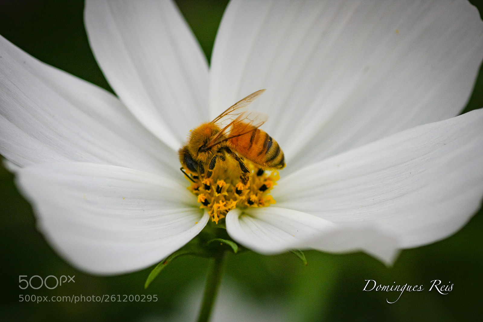 Canon EOS 40D sample photo. Abelhas photography