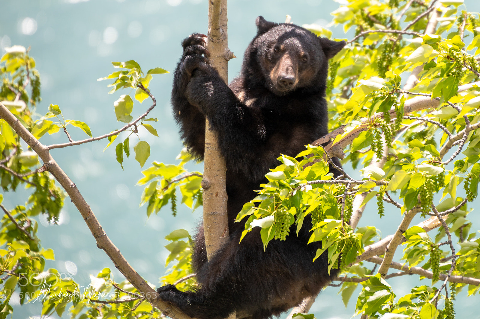 Canon EOS 5D Mark IV sample photo. Climbing black bear :-) photography