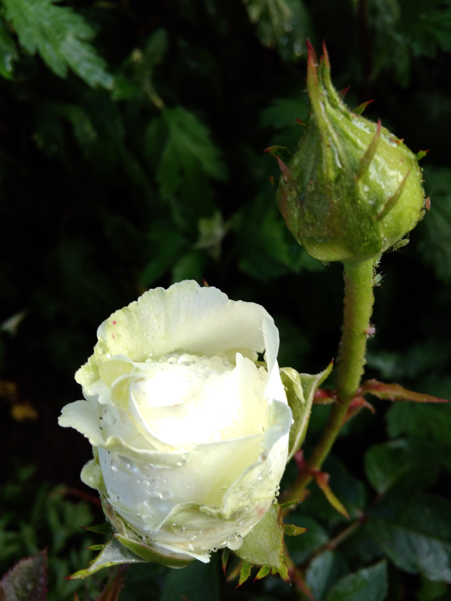 Xiaomi Redmi 4A sample photo