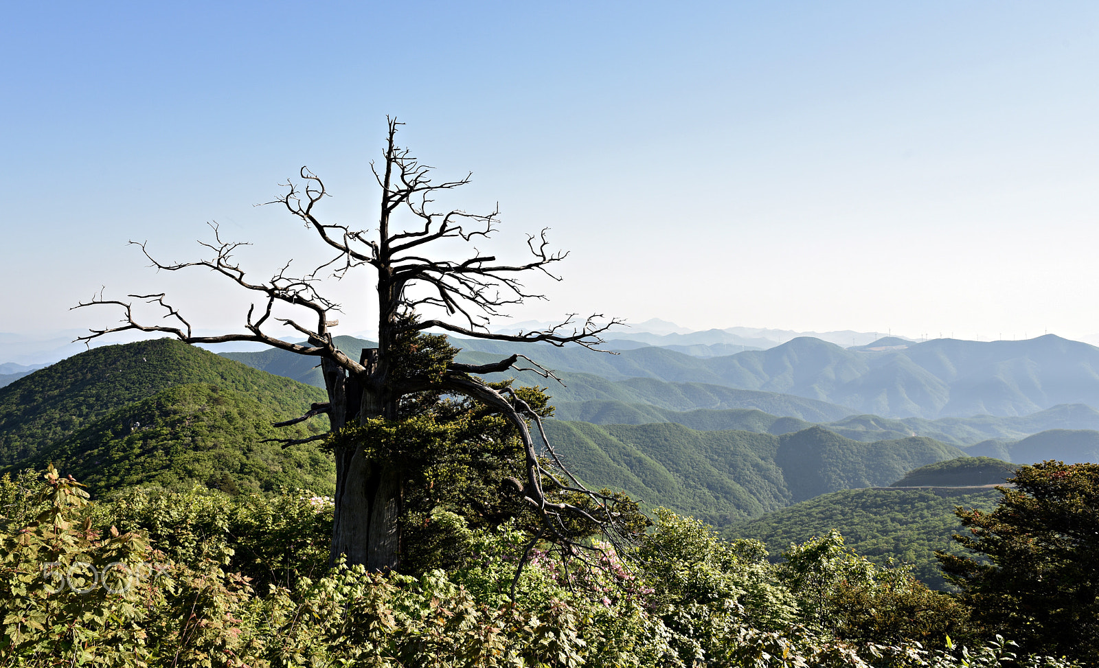 Tamron SP 24-70mm F2.8 Di VC USD sample photo. Dead wood photography