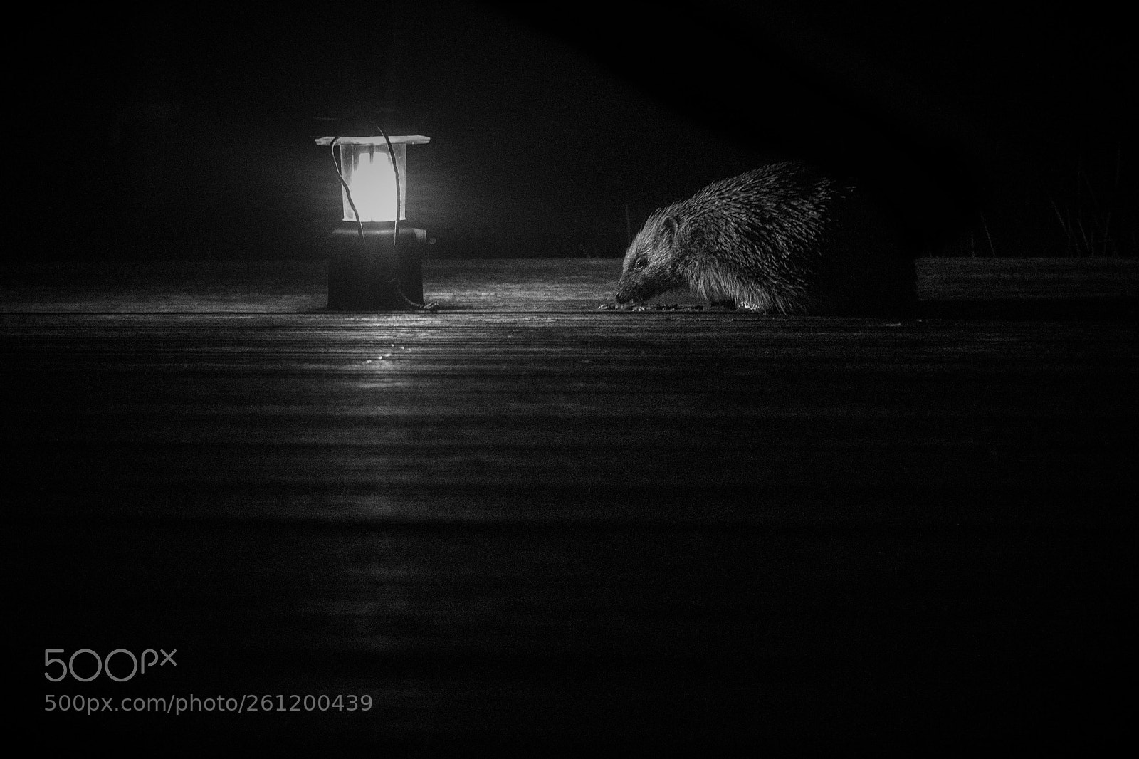Nikon D3300 sample photo. Night time vistor photography
