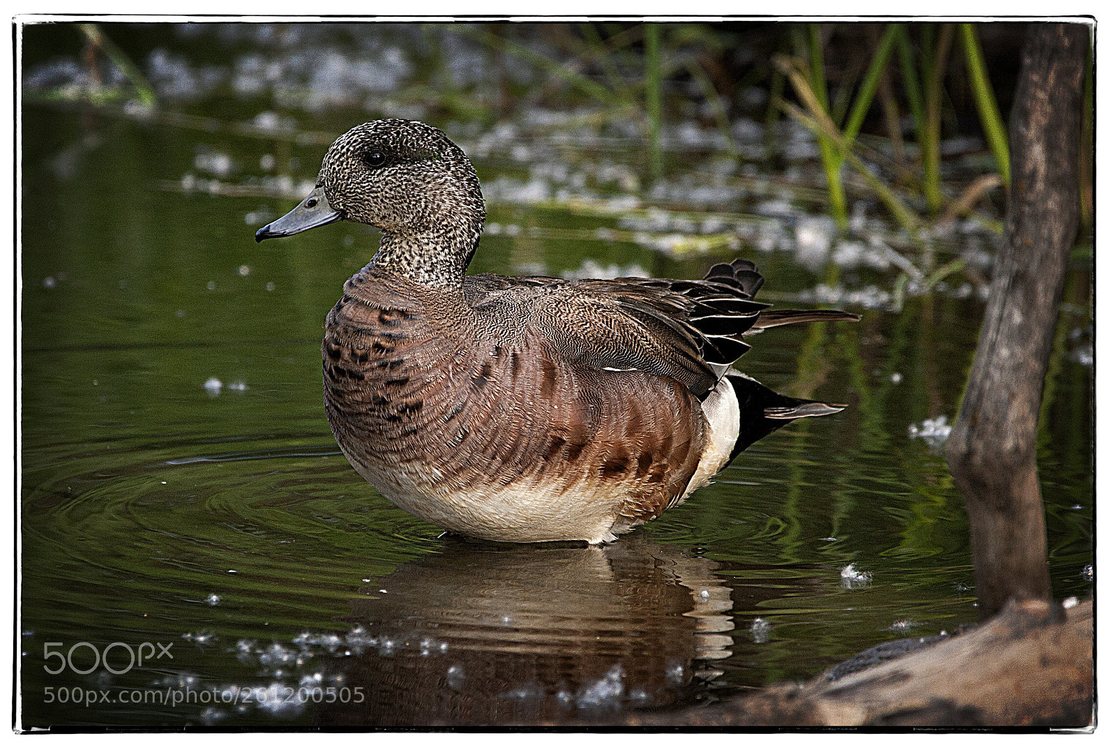 Canon EOS 40D sample photo. American wigeon  photography