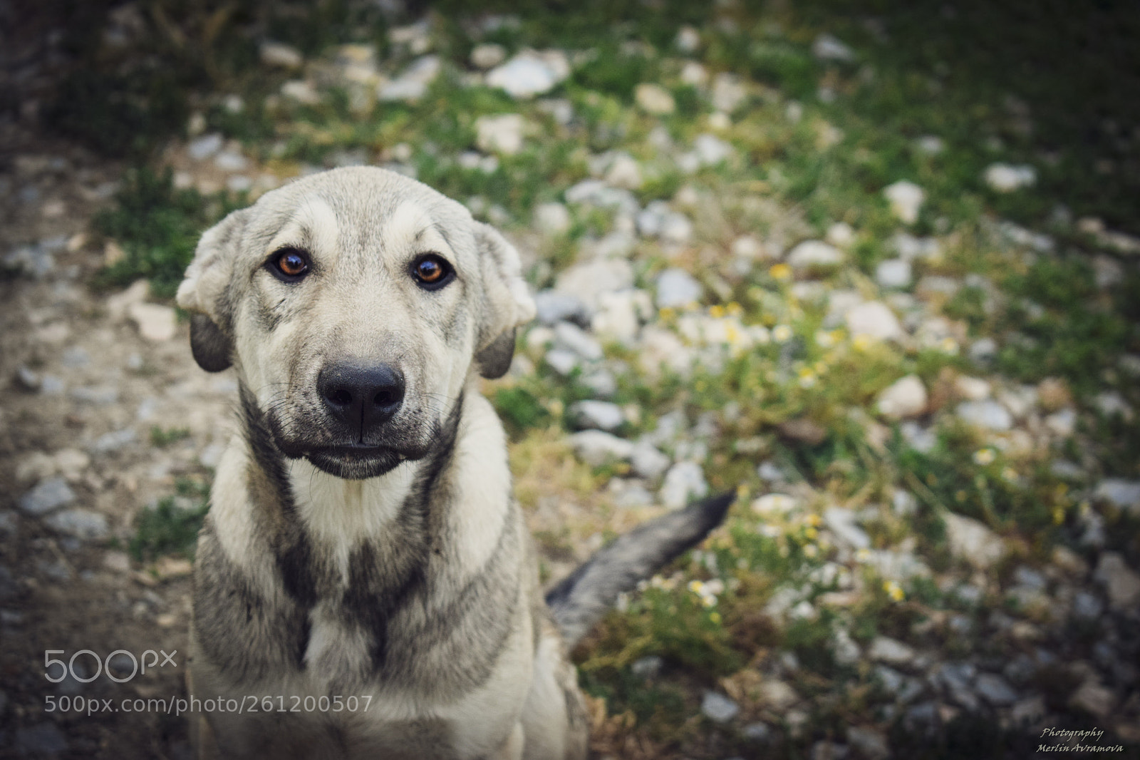 Nikon D3300 sample photo. Innocent eyes photography