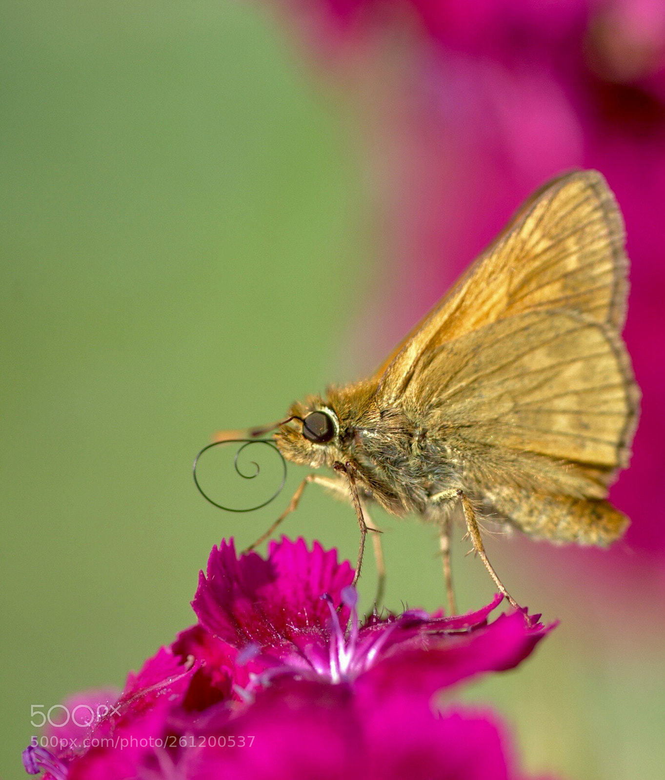 Nikon D810 sample photo. Untitled photography