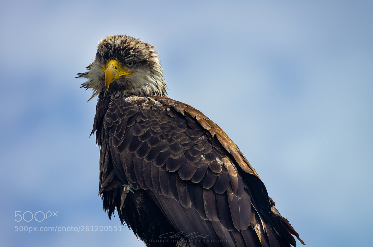 Pentax K-5 sample photo. Young bold eagle after photography