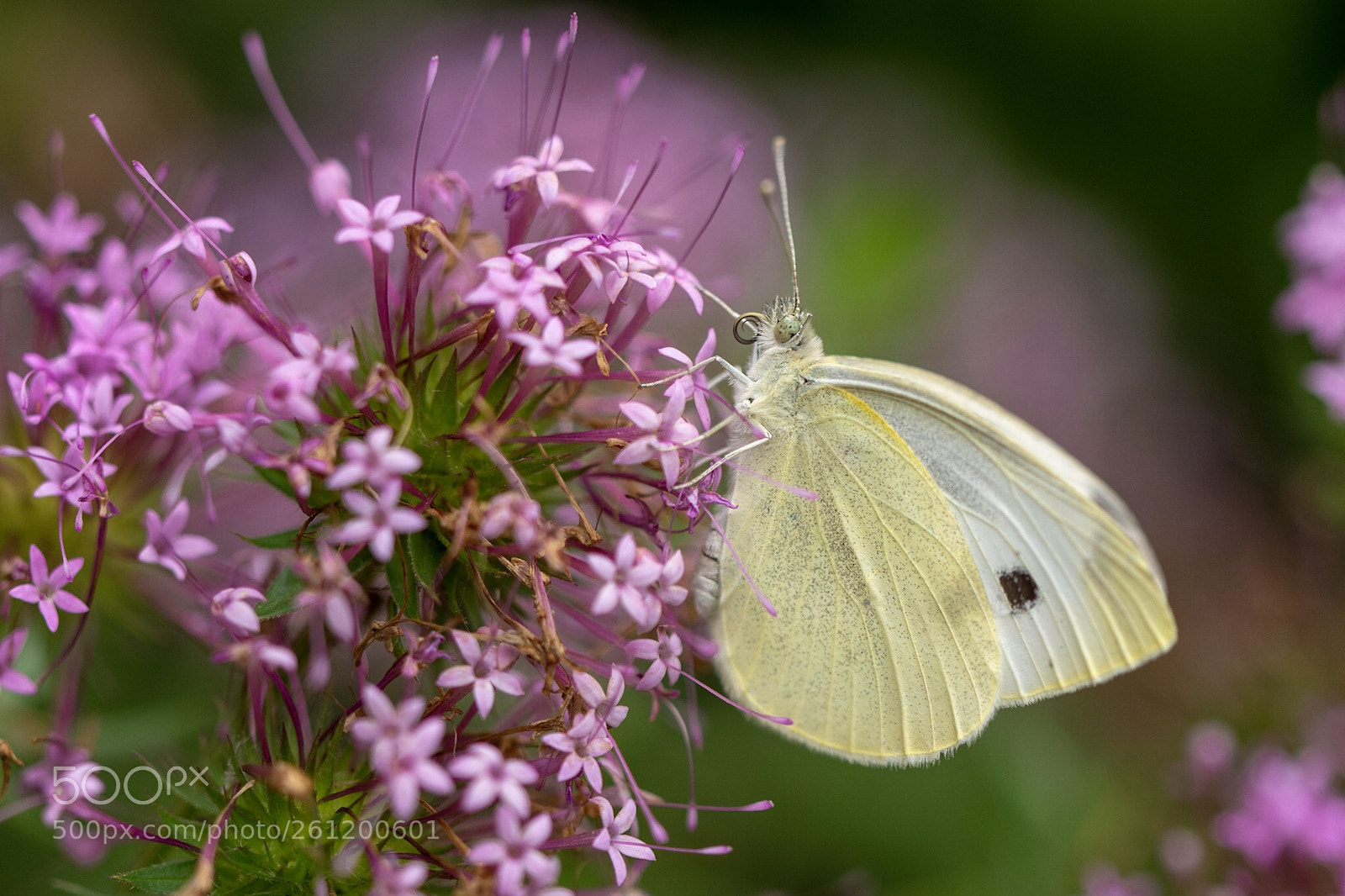 Nikon D7200 sample photo. Cabbage white photography