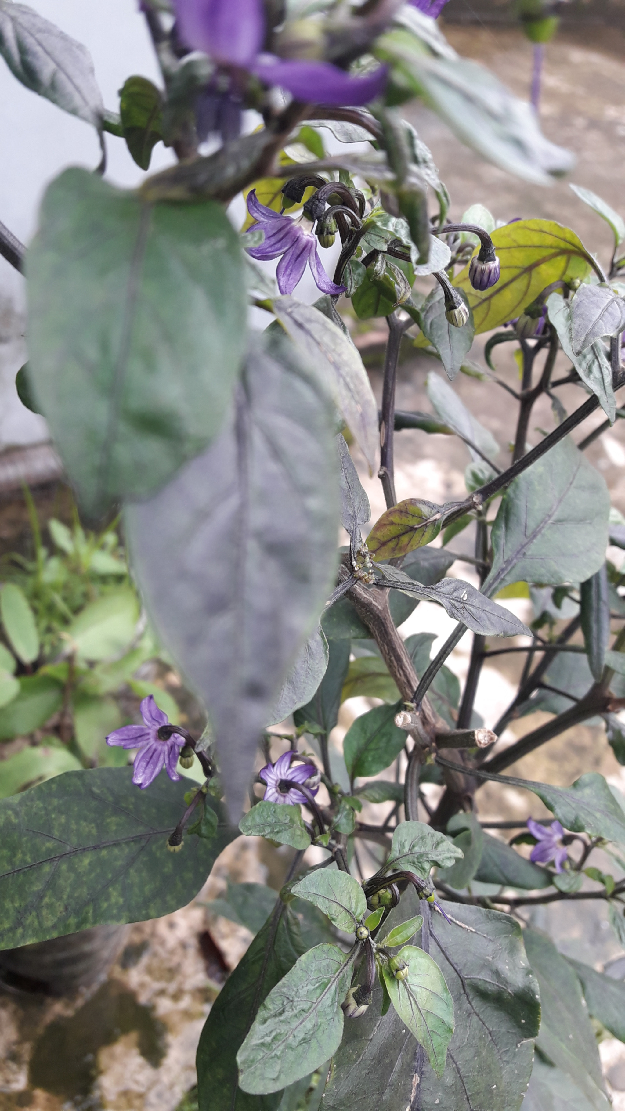 Samsung Galaxy J7 Neo sample photo