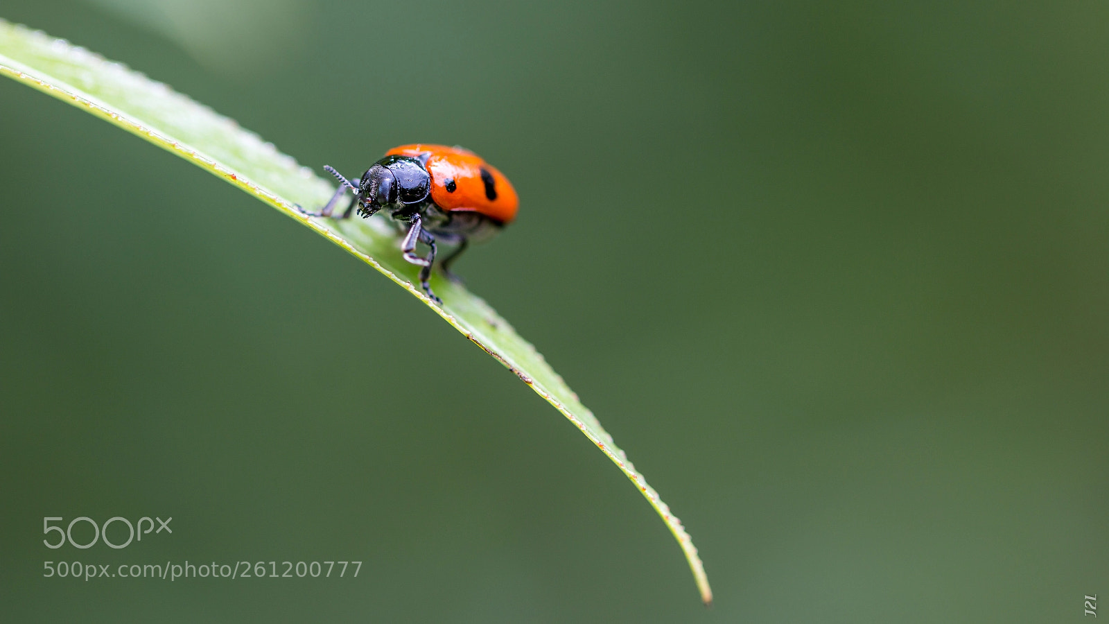 Canon EOS 70D sample photo. Animaux - clytre des photography