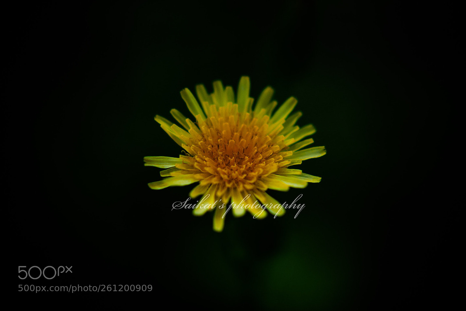 Nikon D5300 sample photo. Untitled photography