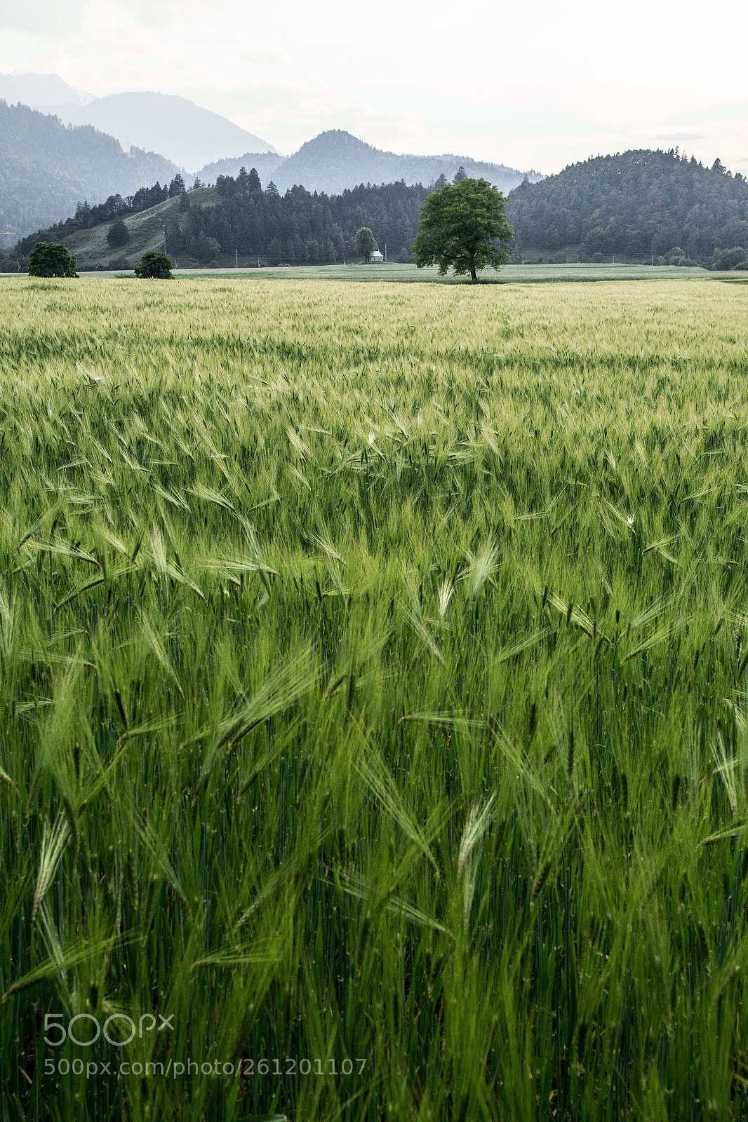 Canon EOS 6D sample photo. Cultivated landscape photography