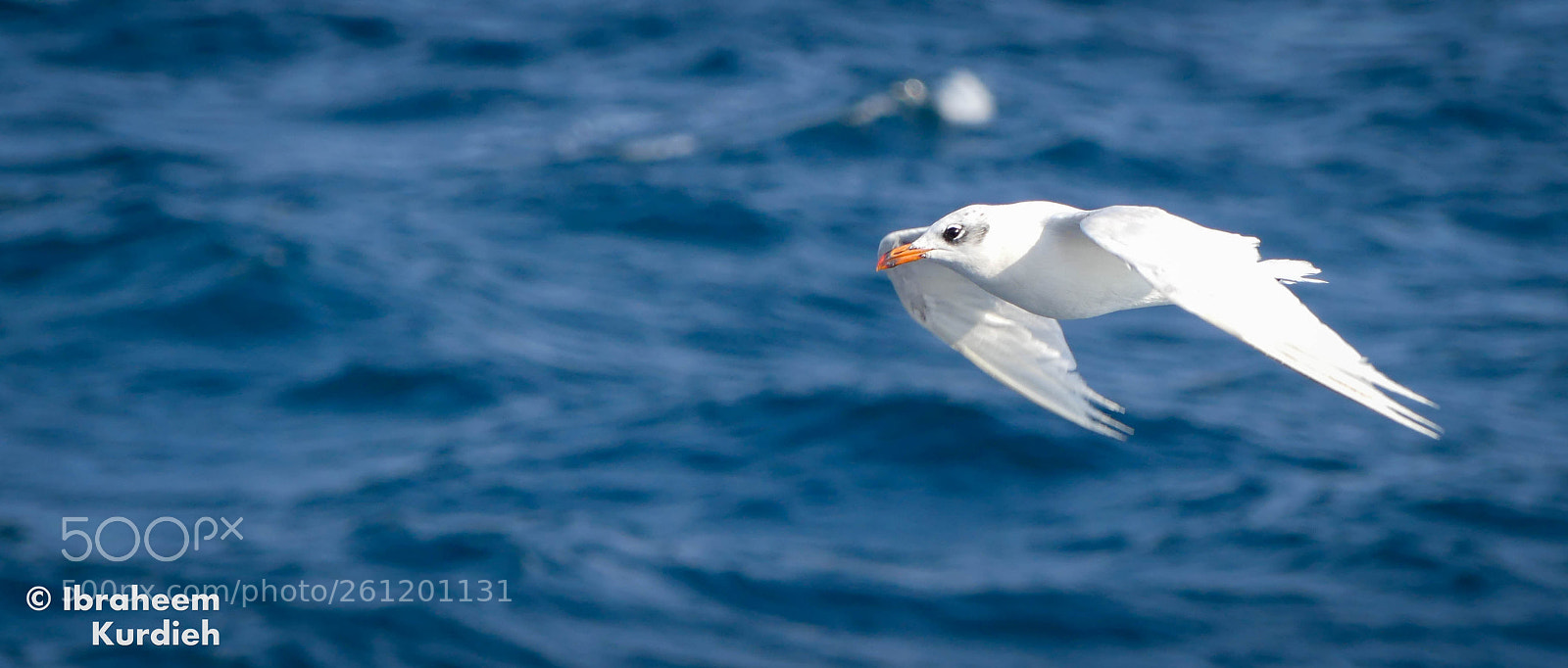 Panasonic Lumix DMC-FZ300 sample photo. Seagull photography