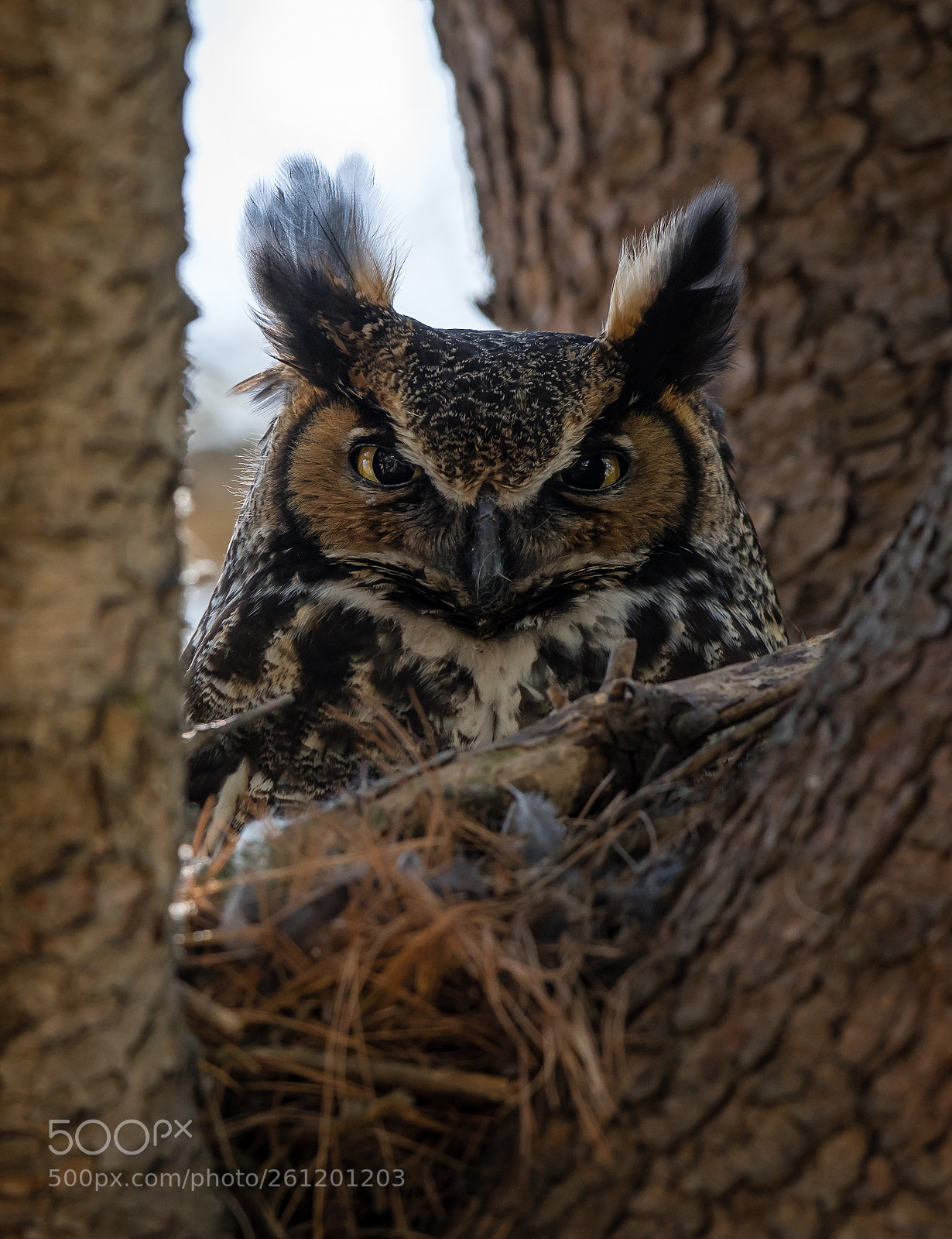 Nikon D850 sample photo. Great horned owl photography