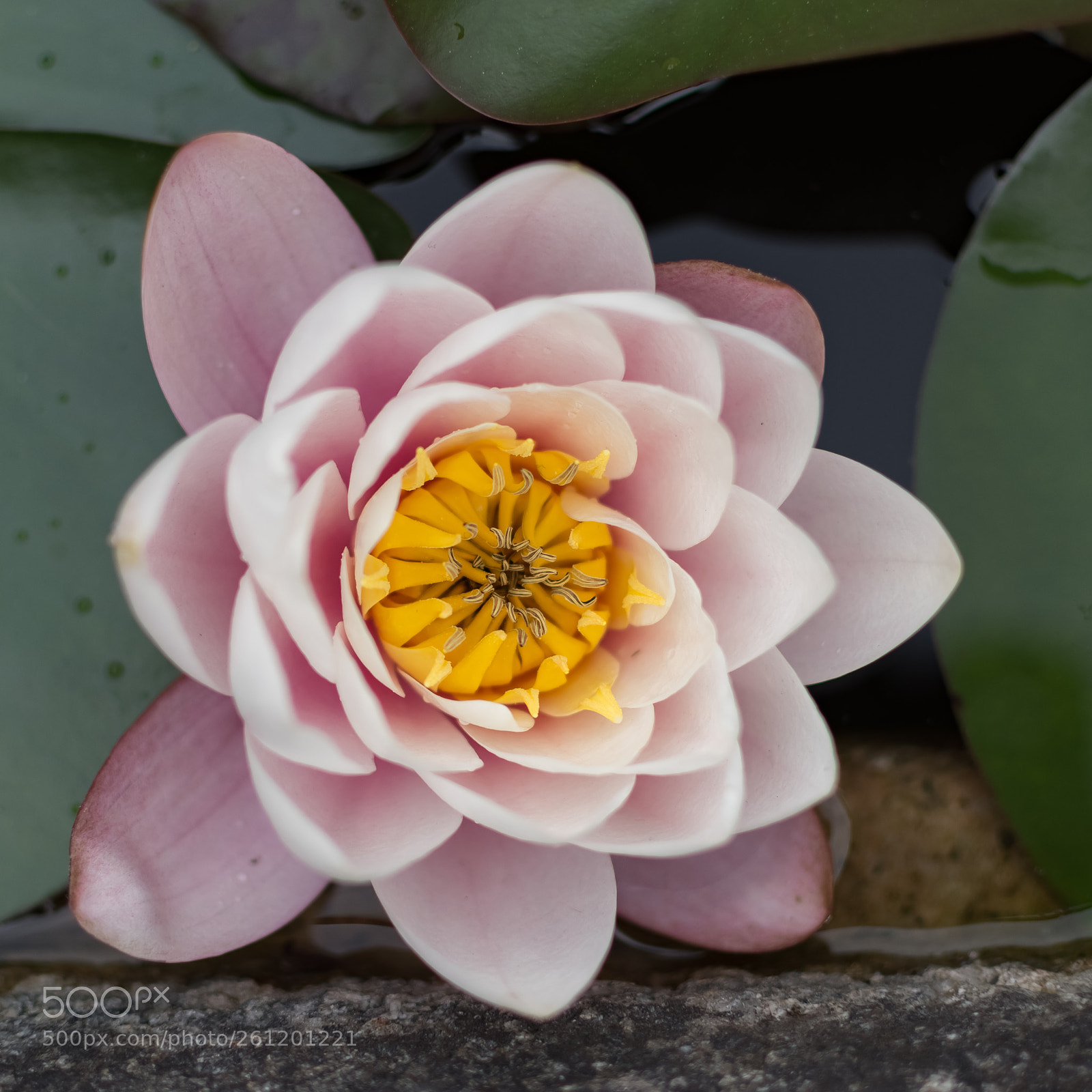 Nikon D5600 sample photo. Simple beauty photography