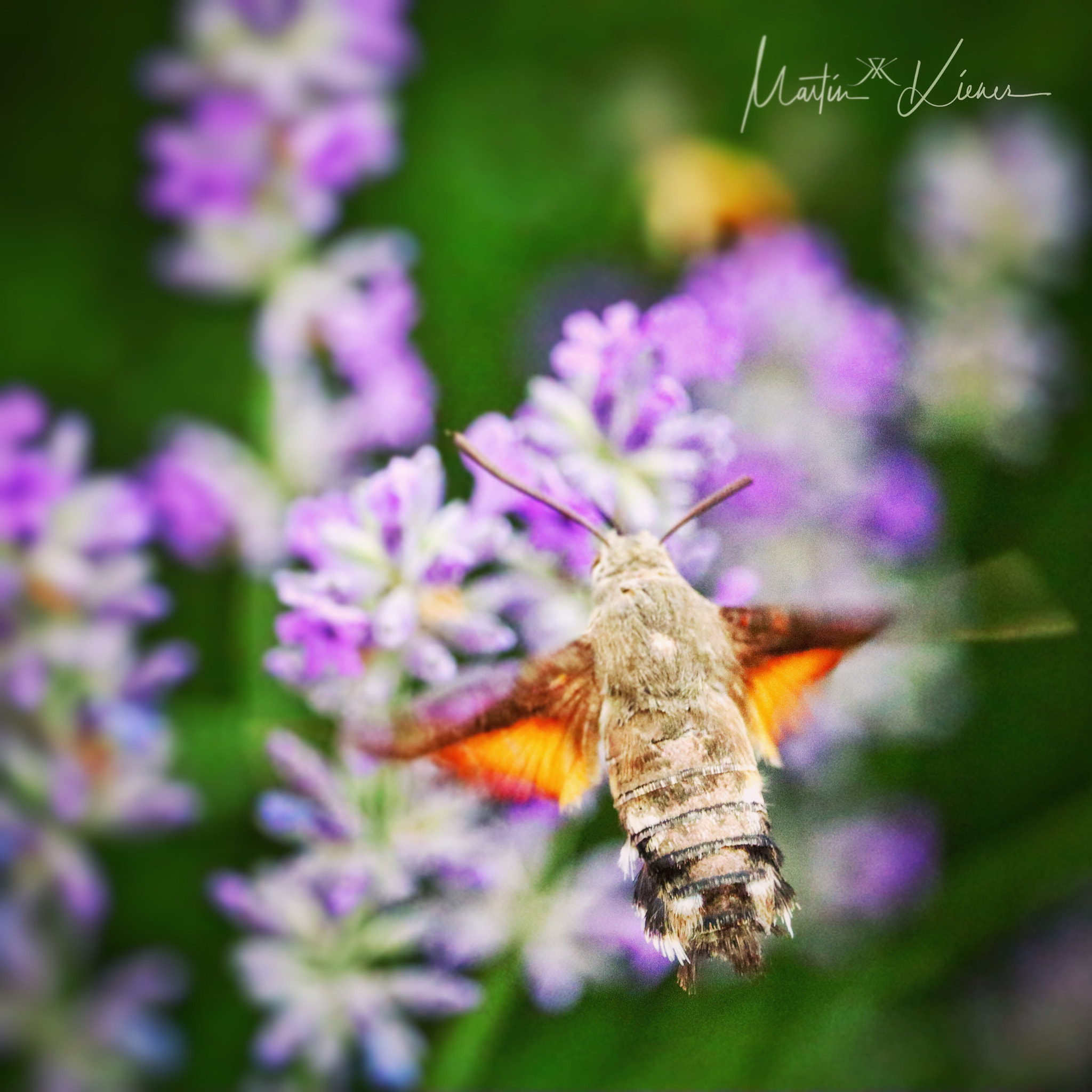 Canon EOS M50 (EOS Kiss M) sample photo. Looks like a humming-bird in the lavender - macroglossum stellatarum photography