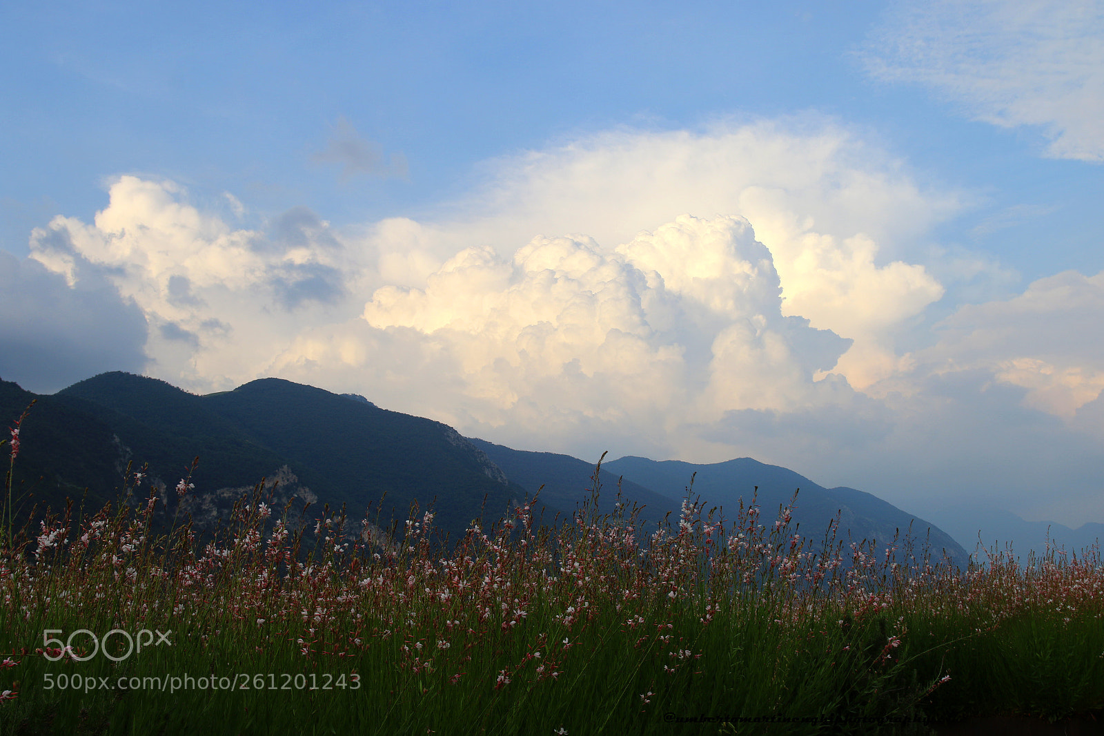 Canon EOS 7D Mark II sample photo. Over the blooms photography