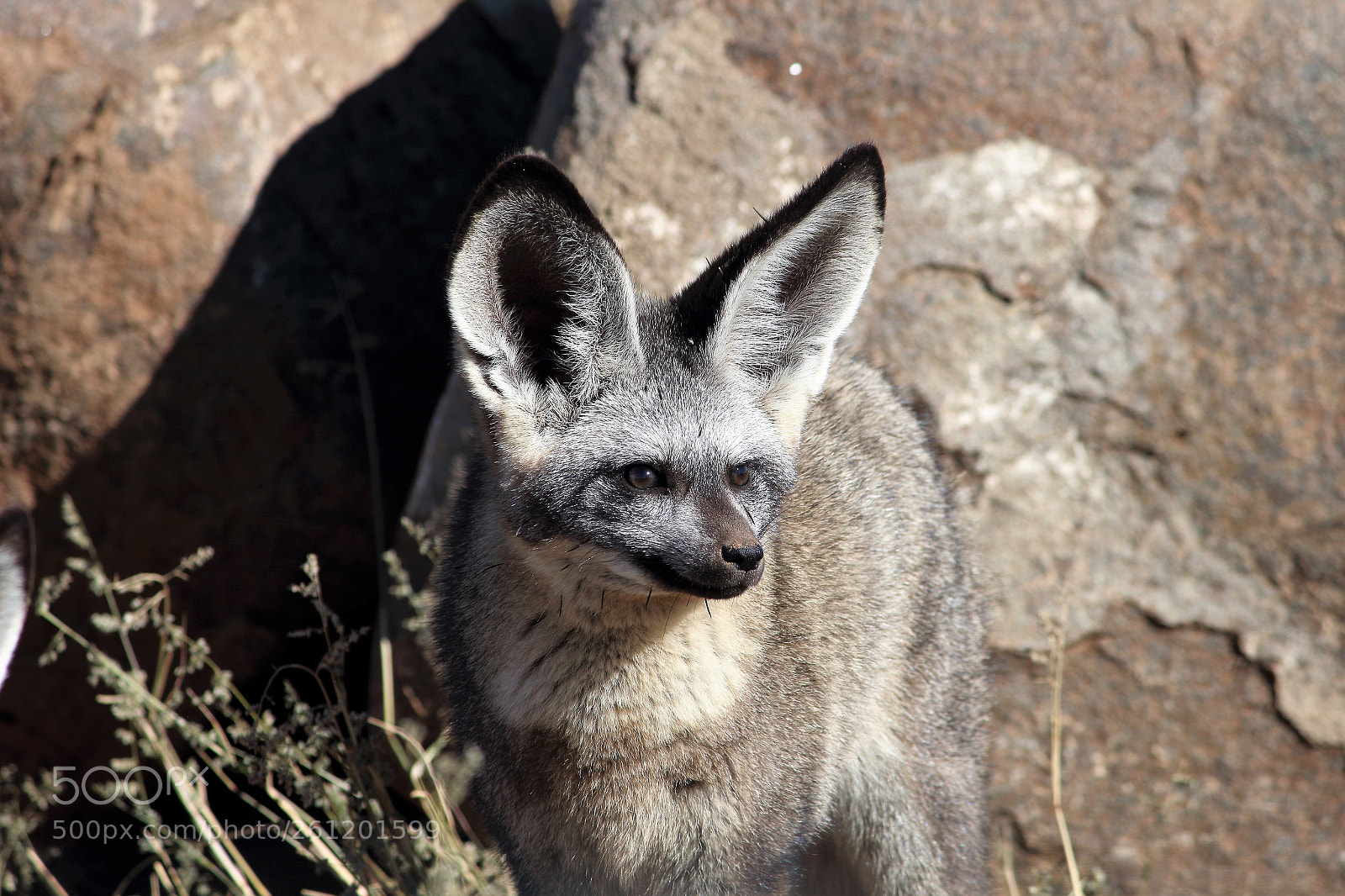 Canon EOS 650D (EOS Rebel T4i / EOS Kiss X6i) sample photo. Little fox photography