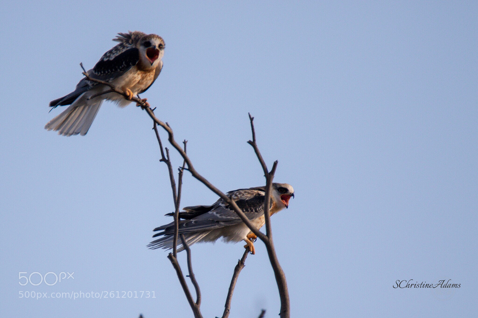 Canon EOS 7D Mark II sample photo. Fledgling screamers photography