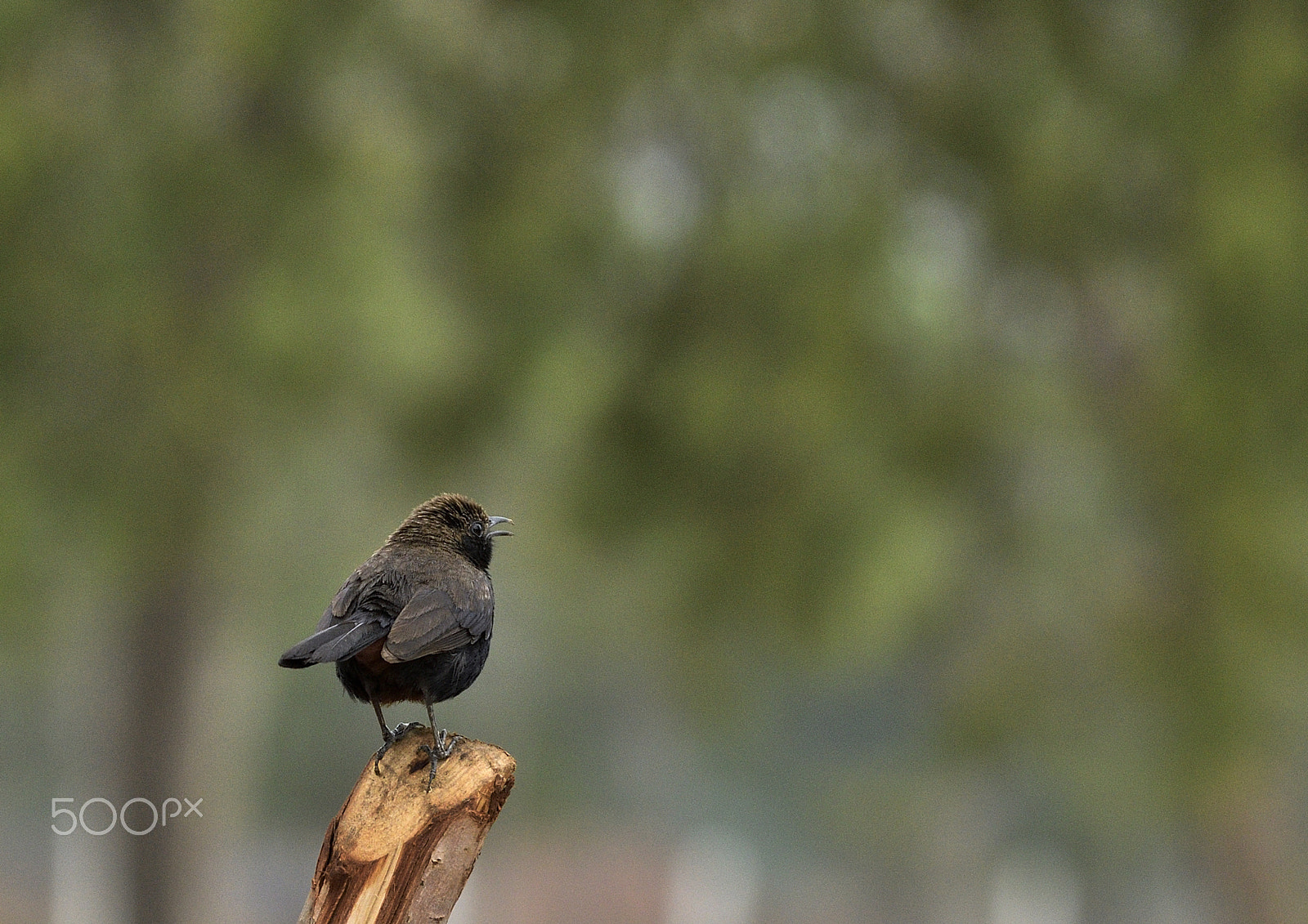 Nikon AF-S Nikkor 200-500mm F5.6E ED VR sample photo. Indian robin photography