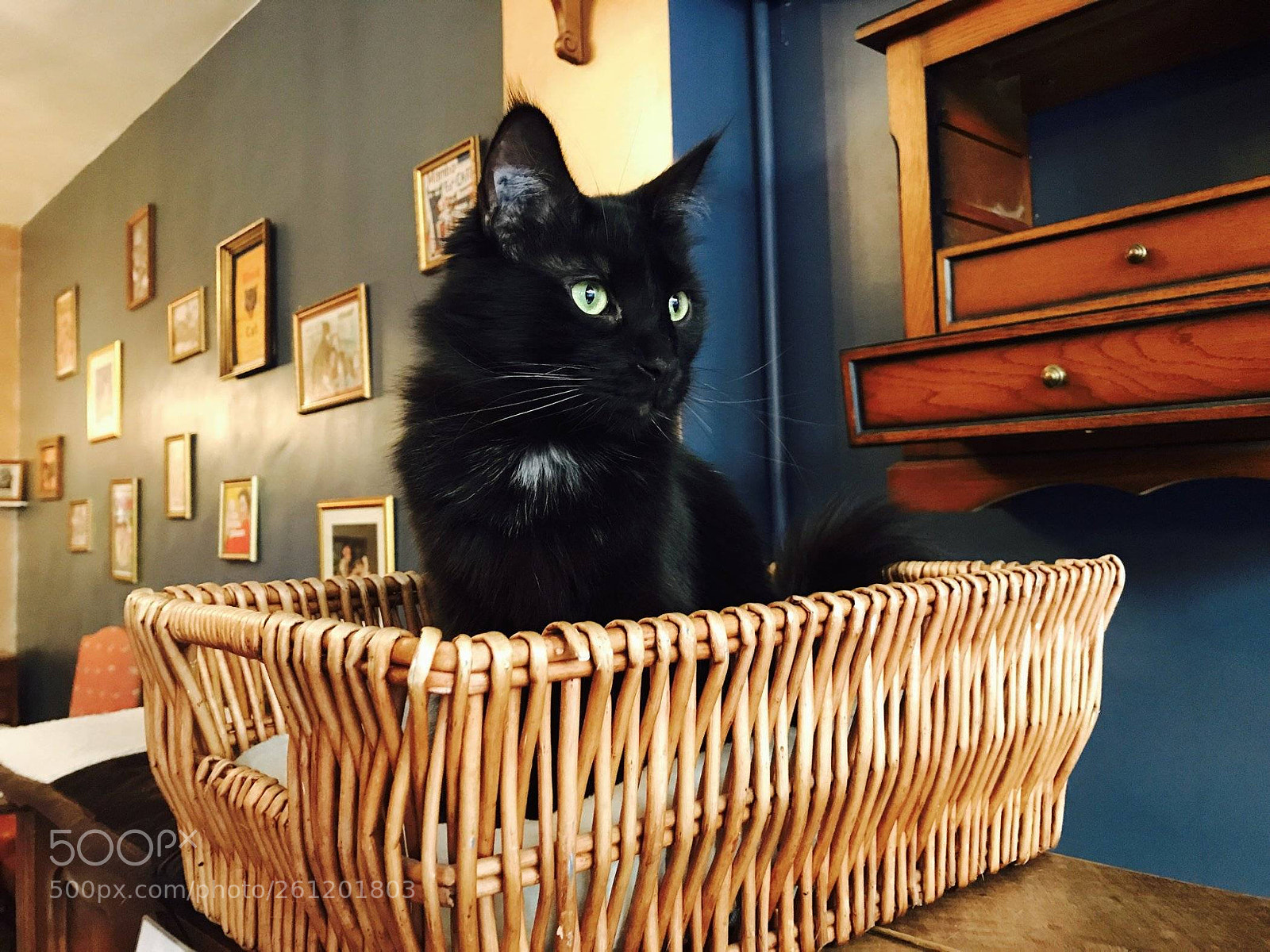 Apple iPhone 7 sample photo. The cat cafes of photography