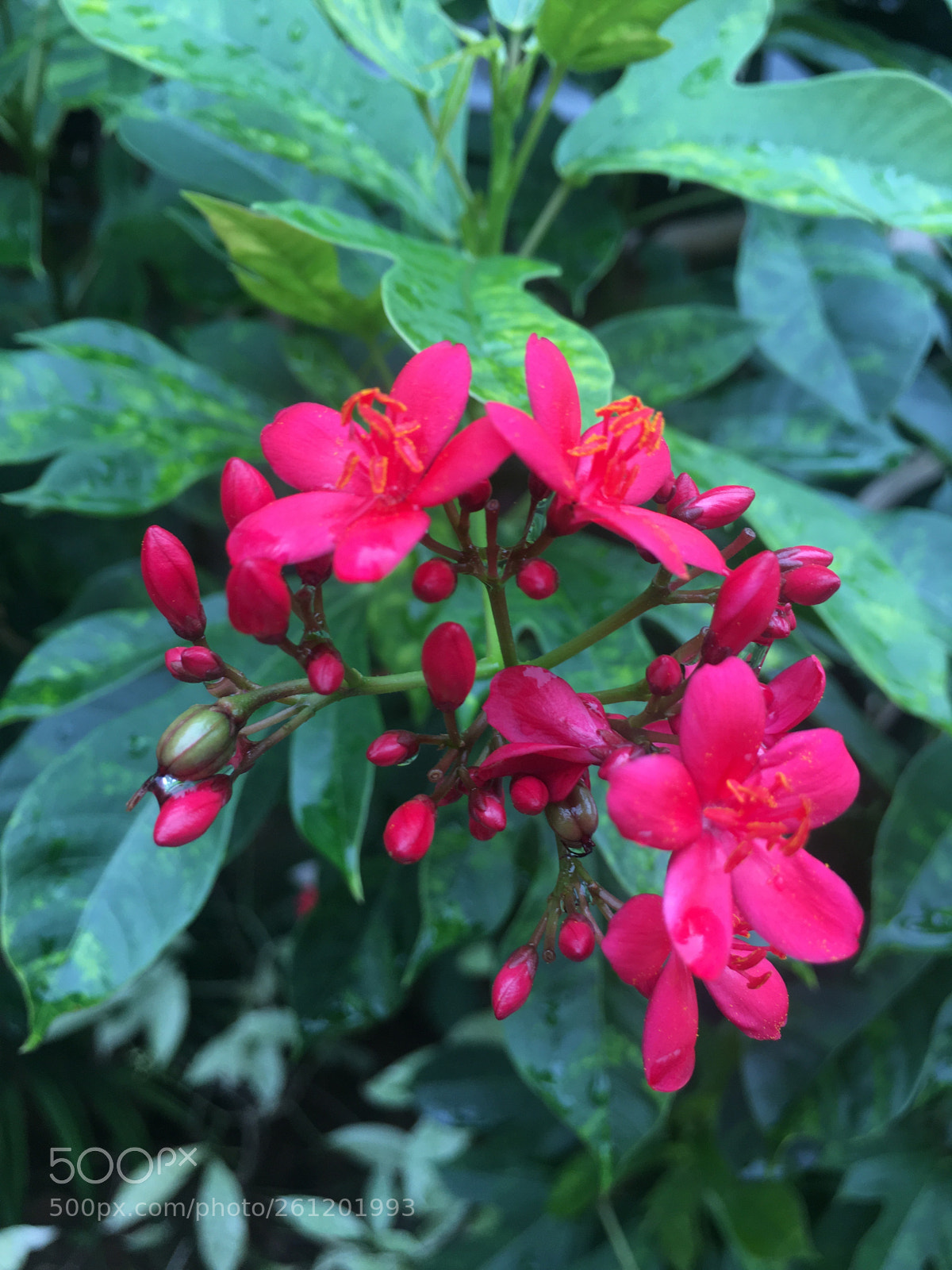 Apple iPhone 6s Plus sample photo. Untitled photography