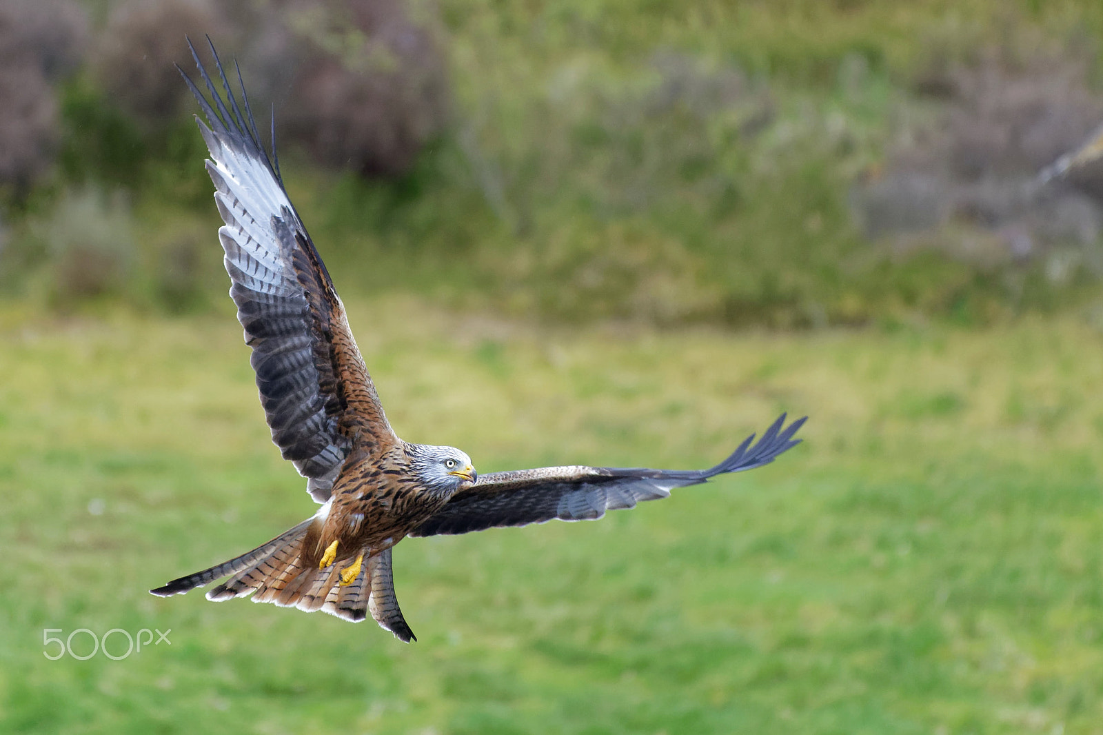 Nikon D500 + Nikon AF-S Nikkor 200-500mm F5.6E ED VR sample photo. Red kite photography