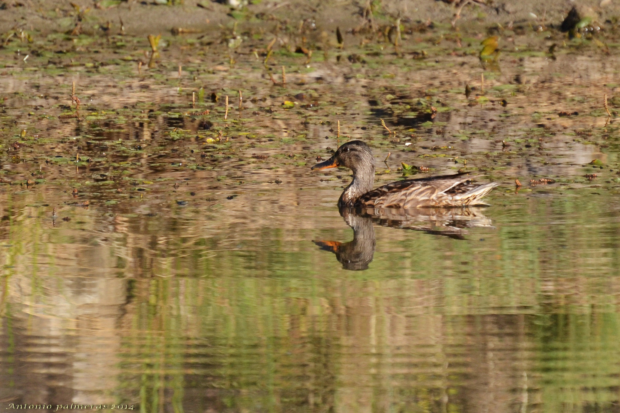Nikon D3100 sample photo. Pato reflejo photography