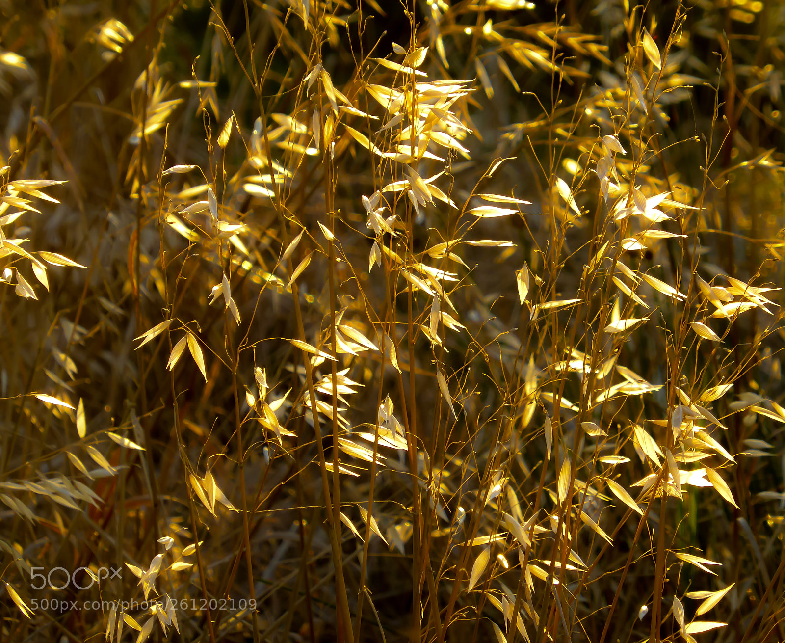 Panasonic Lumix DMC-ZS30 (Lumix DMC-TZ40) sample photo. Golden dream photography