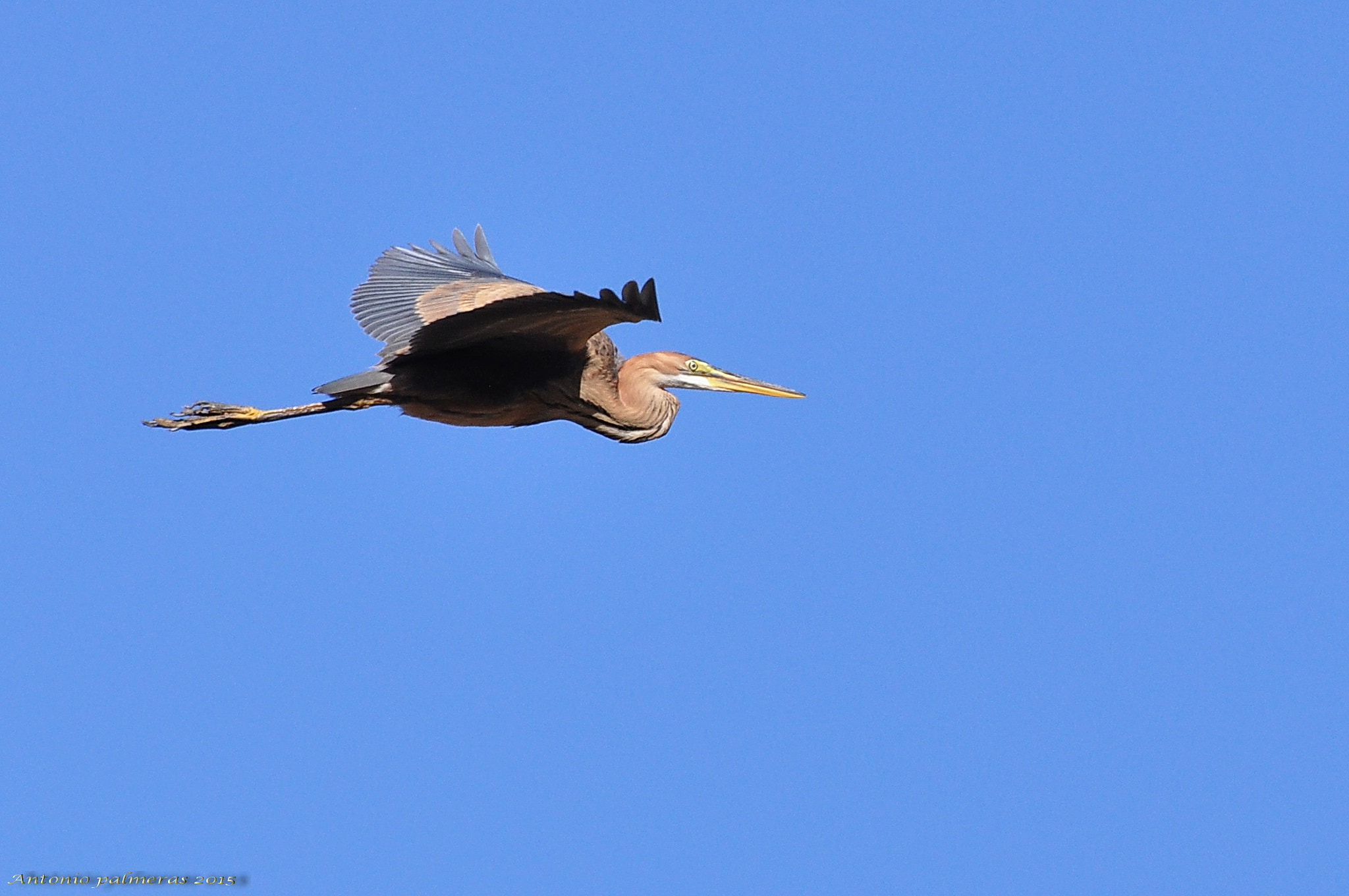 Nikon D90 sample photo. Garza imperial photography