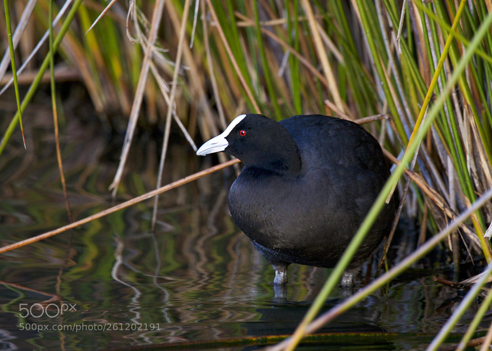 Canon EOS 5D Mark II sample photo. Waterhen photography