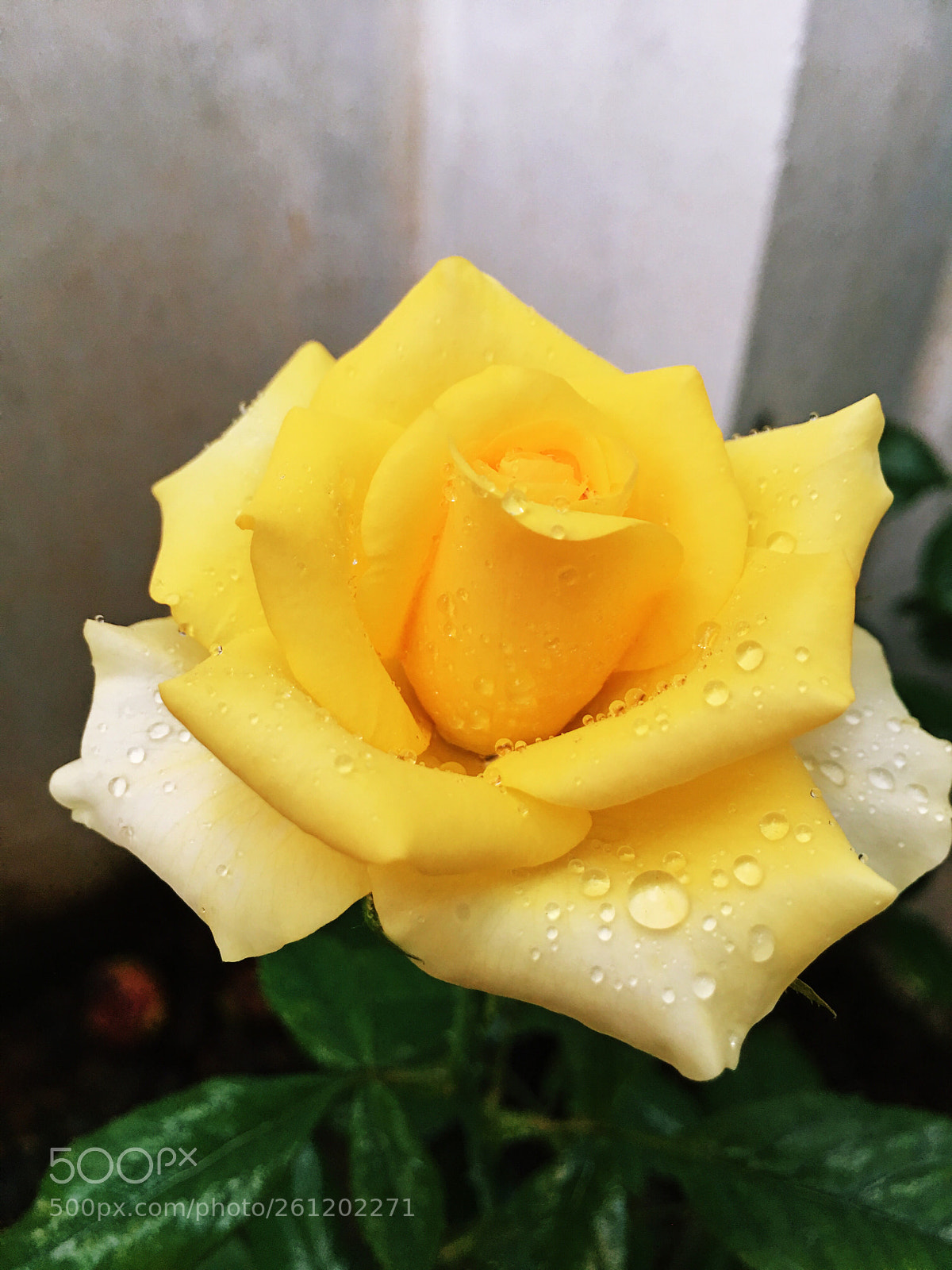 Apple iPhone 6s Plus sample photo. Pic  of the day  photography