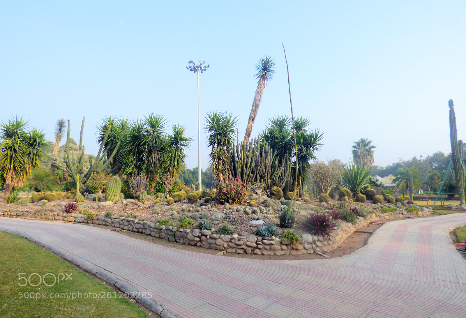 Panasonic Lumix DMC-FZ70 sample photo. Cactus garden photography