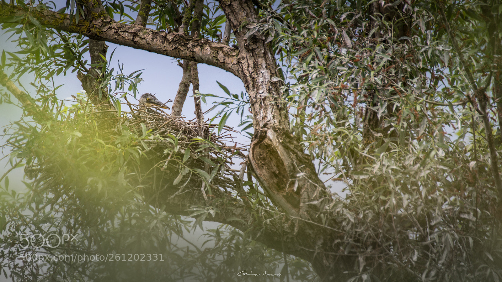 Nikon D7200 sample photo. Piccoli aironi crescono photography