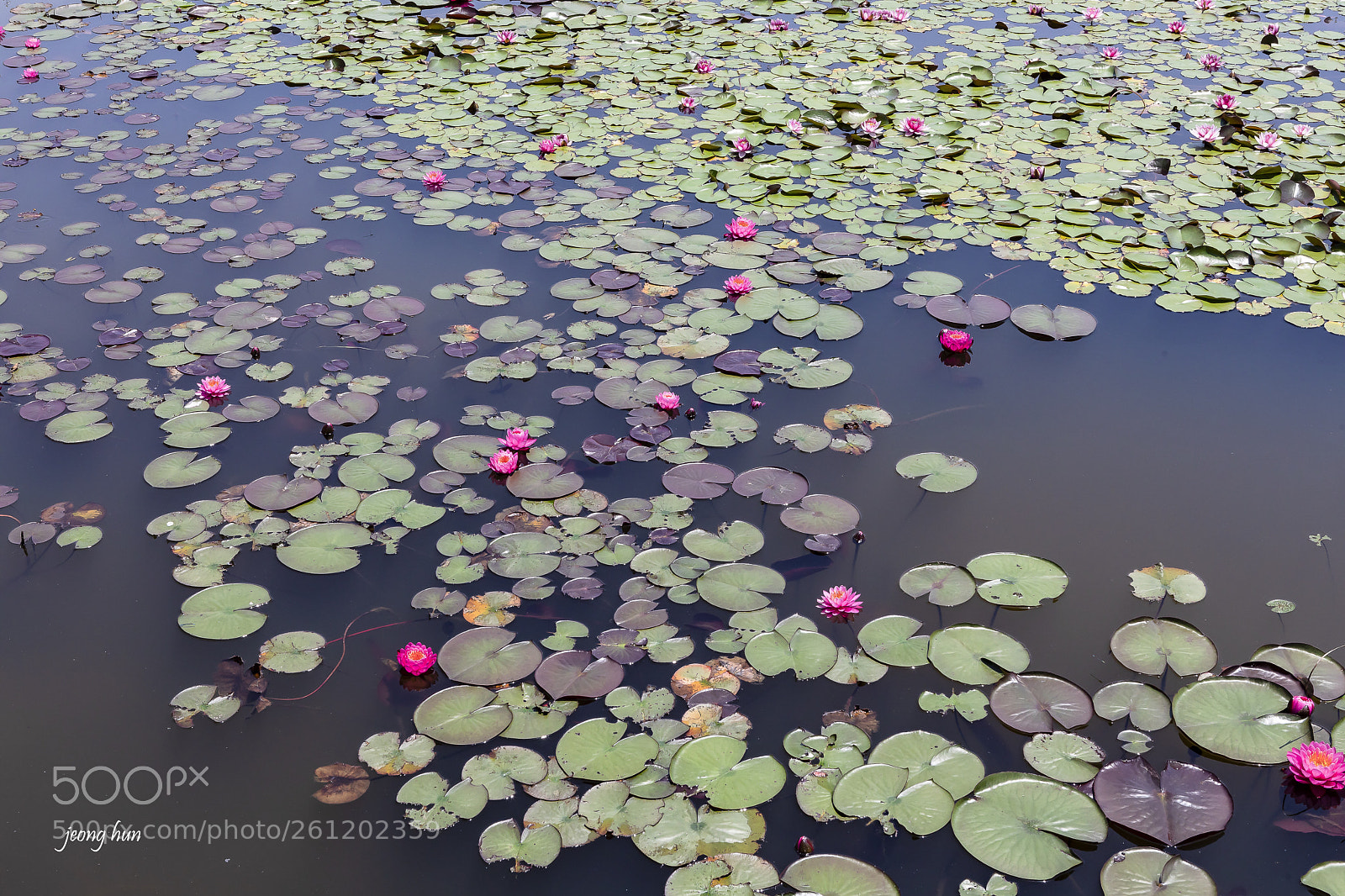 Canon EOS 5D Mark IV sample photo. Water lily photography