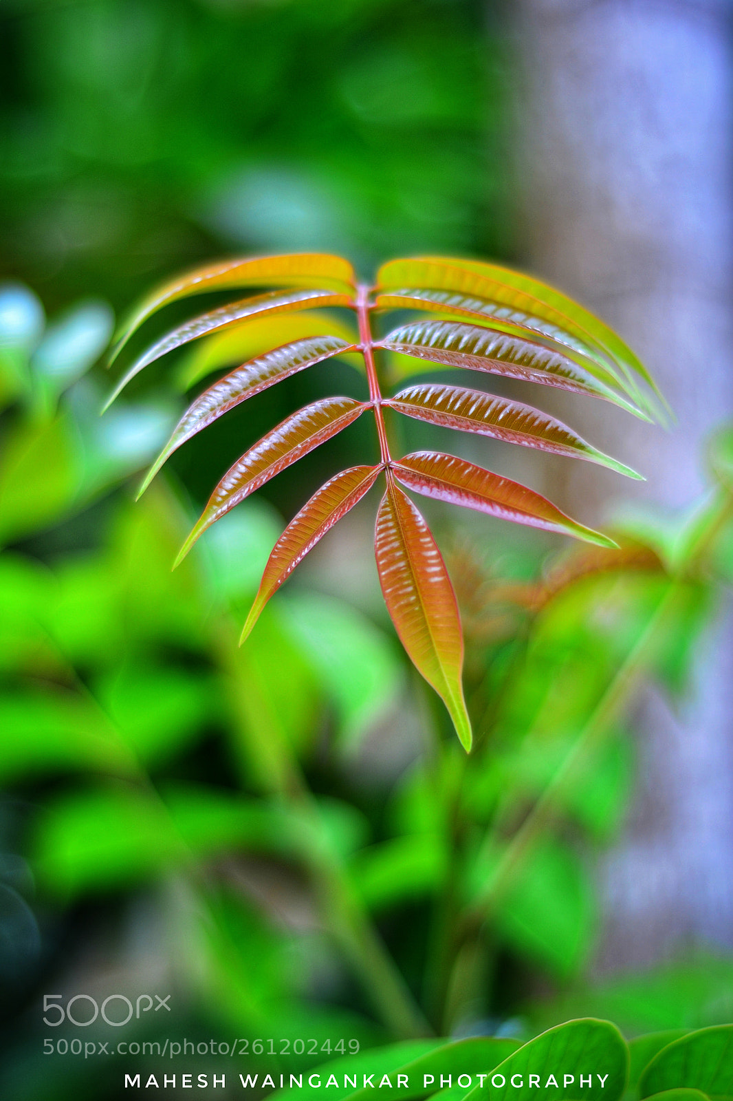 Nikon D3100 sample photo. Untitled photography