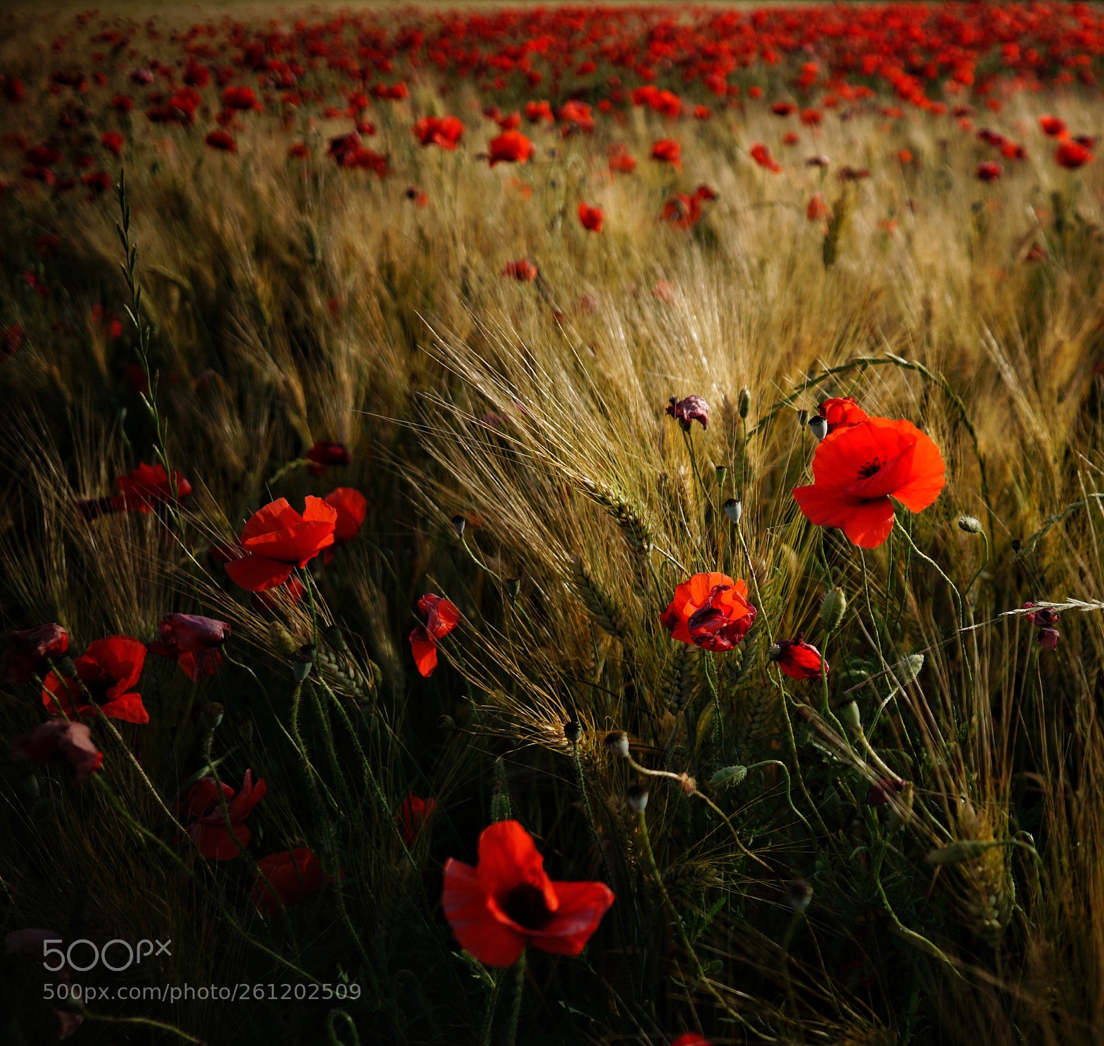 Sony a6000 sample photo. Red poppies photography