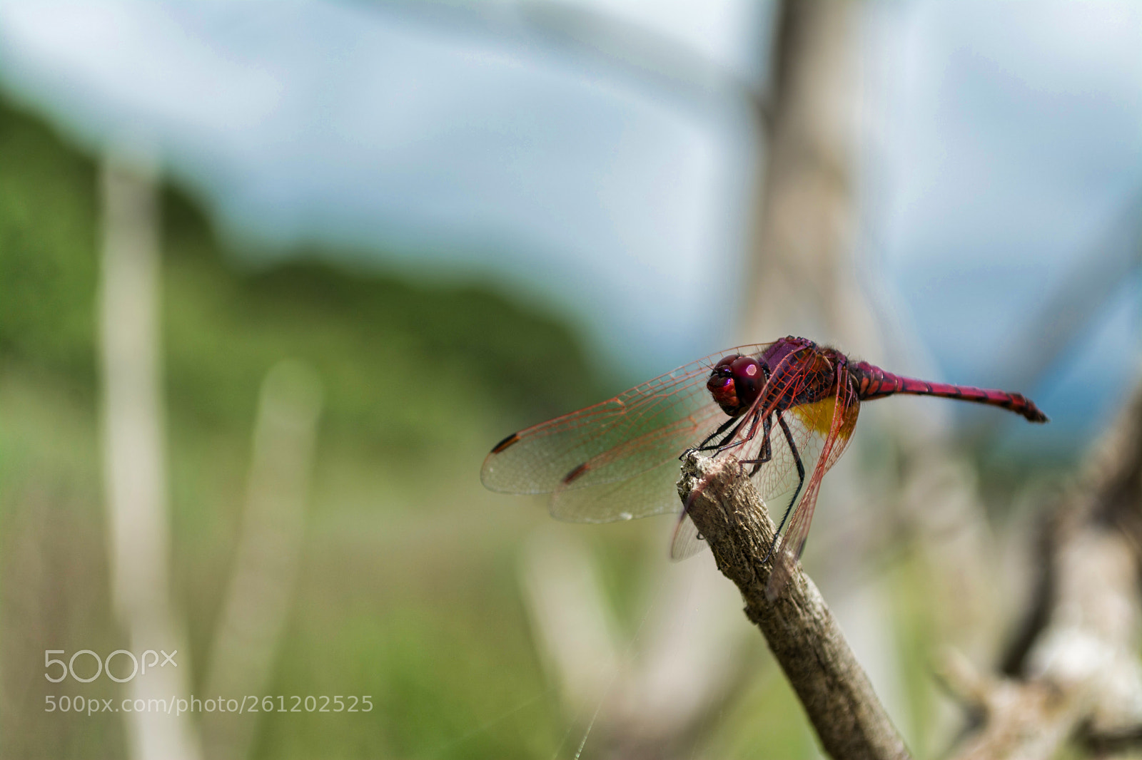 Nikon D7100 sample photo. Closeup of red dragonfly photography