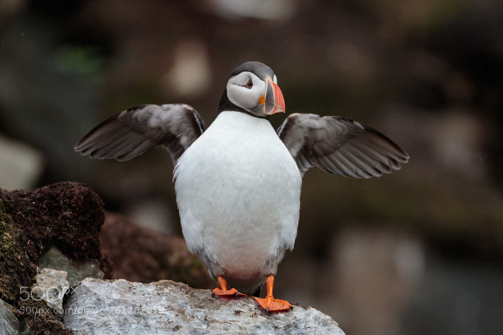 Canon EOS 7D Mark II sample photo. Puffin stretching his wings photography