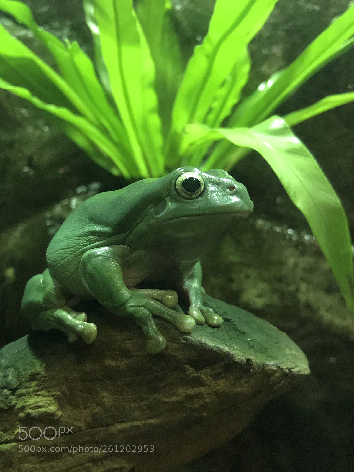 Apple iPhone 7 sample photo. Mean green photography